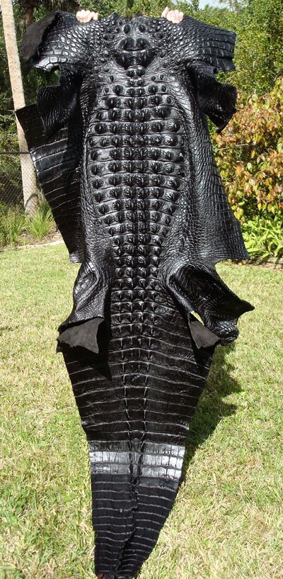 A whole black gator hide held up outdoors
